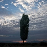 Verisimilitudes,Chapter Three:The cypress tree line ,No.C4,photomontage,2010,100*150cm,edition of 5